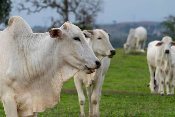 Animal farming