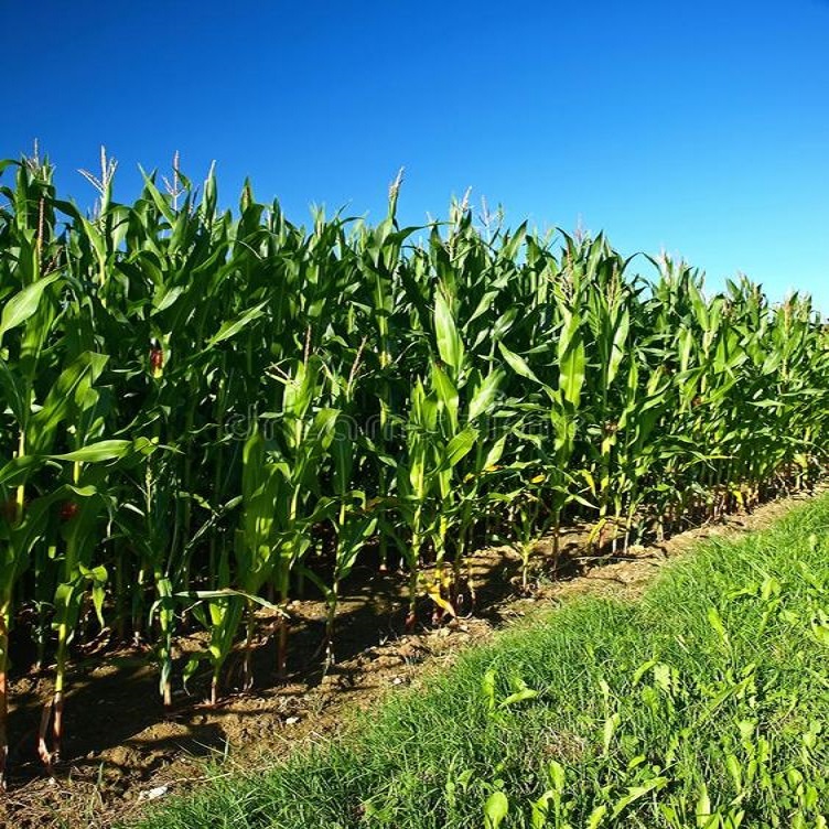 Mixed farming