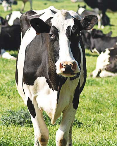 Cattle